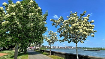 Rheinpromenade